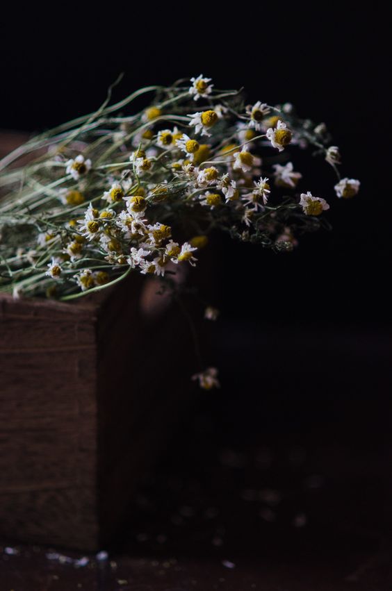 Organic Chamomile Flower Tea