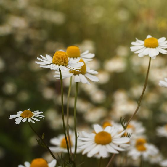 Pyramid Tea Bags Organic Chamomile Flower